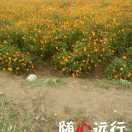 赵秀英