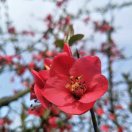 小潘潘金