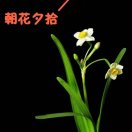 朝花夕拾