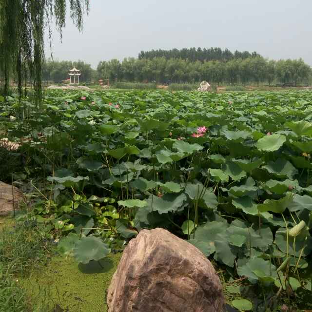 张彦斌     158***99449
