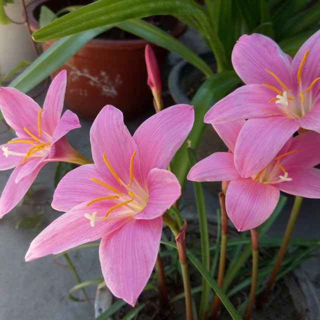 今时月