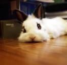 努力上车的猪
