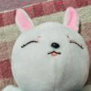 Cindy  (*ˉ︶ˉ*)
