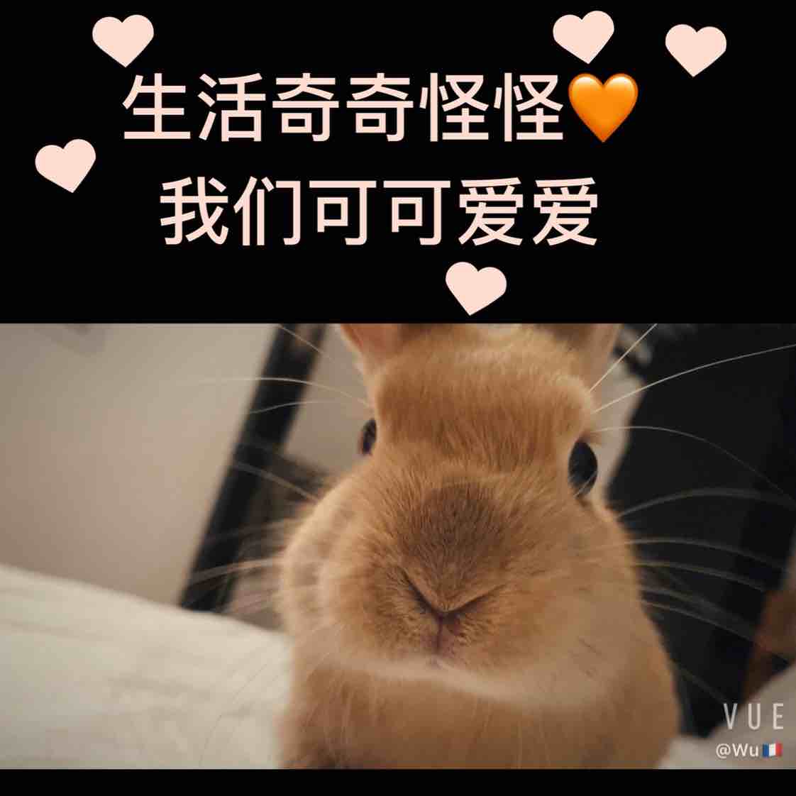 兔兔奂奂