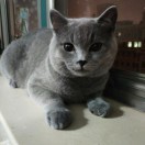 猫哥