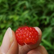 你女唱歌唱