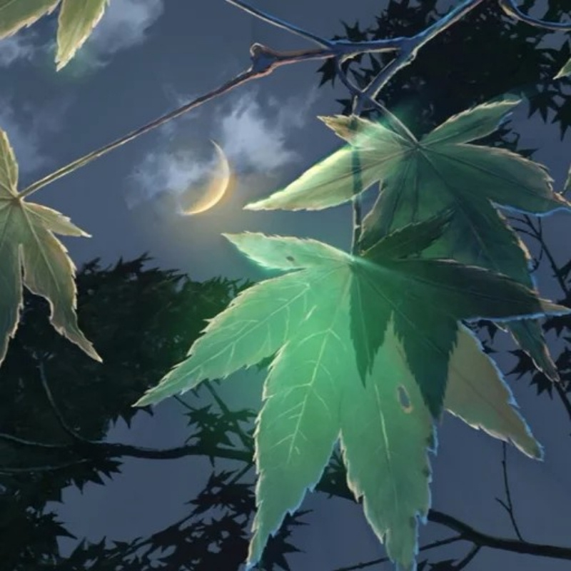 紫杉zis