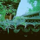 漠漠