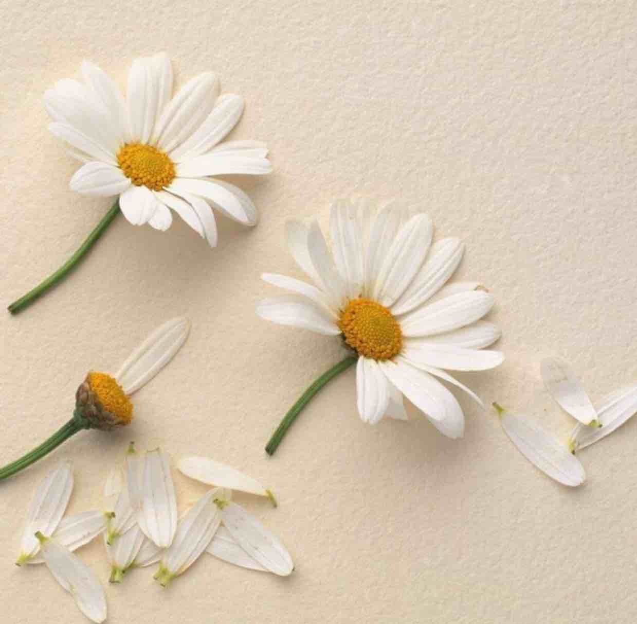 小红花。