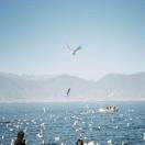浓