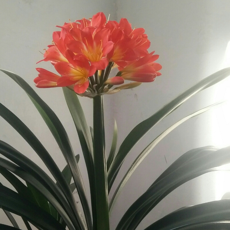     七彩精灵    