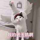 =皿=