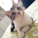 小虫子?
