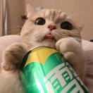 刺猬.: