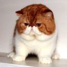 猫样生活