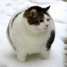 肥猫老李