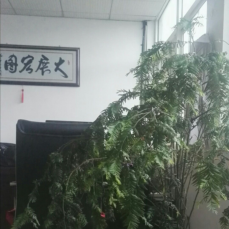 嘉美