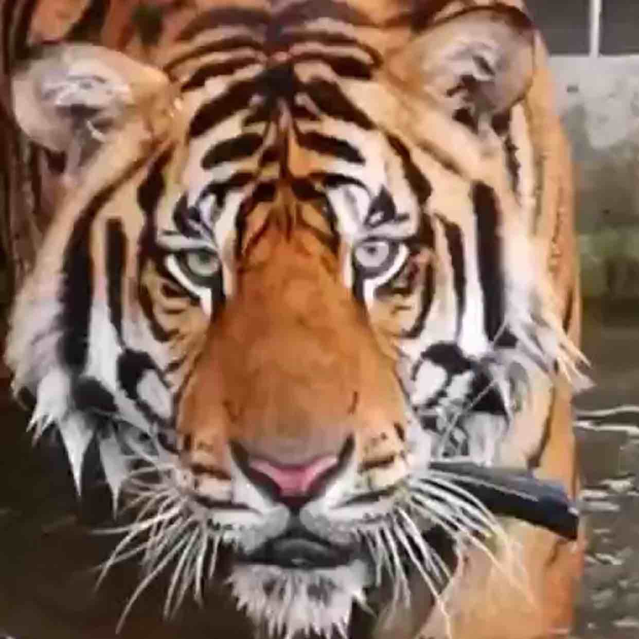 Tiger up
