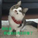 大猫猫?