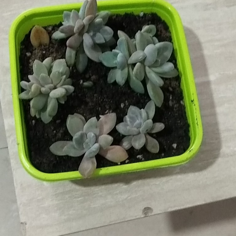 莎