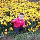 向日葵?15883790396