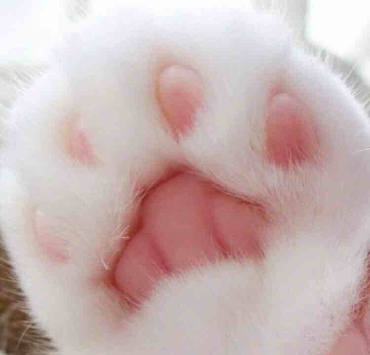做你的猫w99w