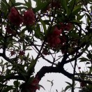 陈文芳