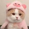 后母