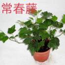 锎瑞