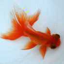 水中游樂魚兒