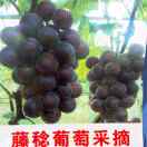 丰收de喜悦