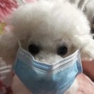布鲁托主人