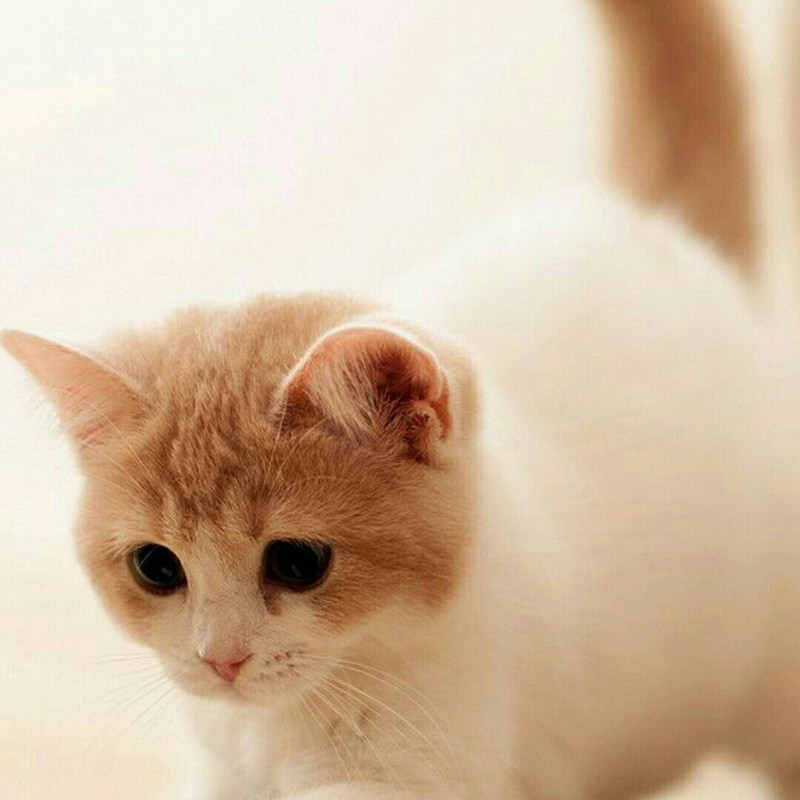 泉