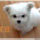 厉阿丑