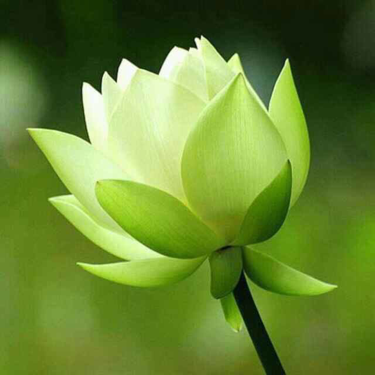 茜草