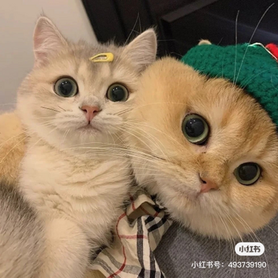 好句片段