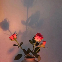 你若盛开，蝴蝶自来