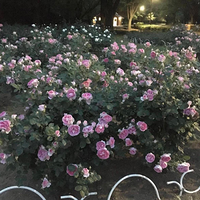 《一些闲杂话语》