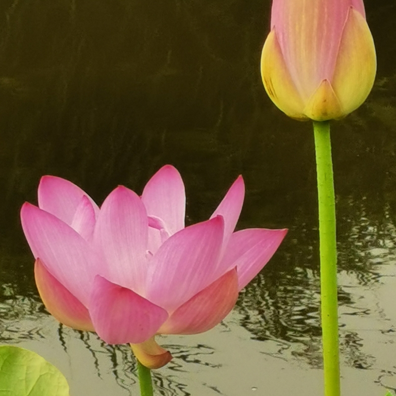 蕴曦