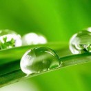 朱宣军～菩提树