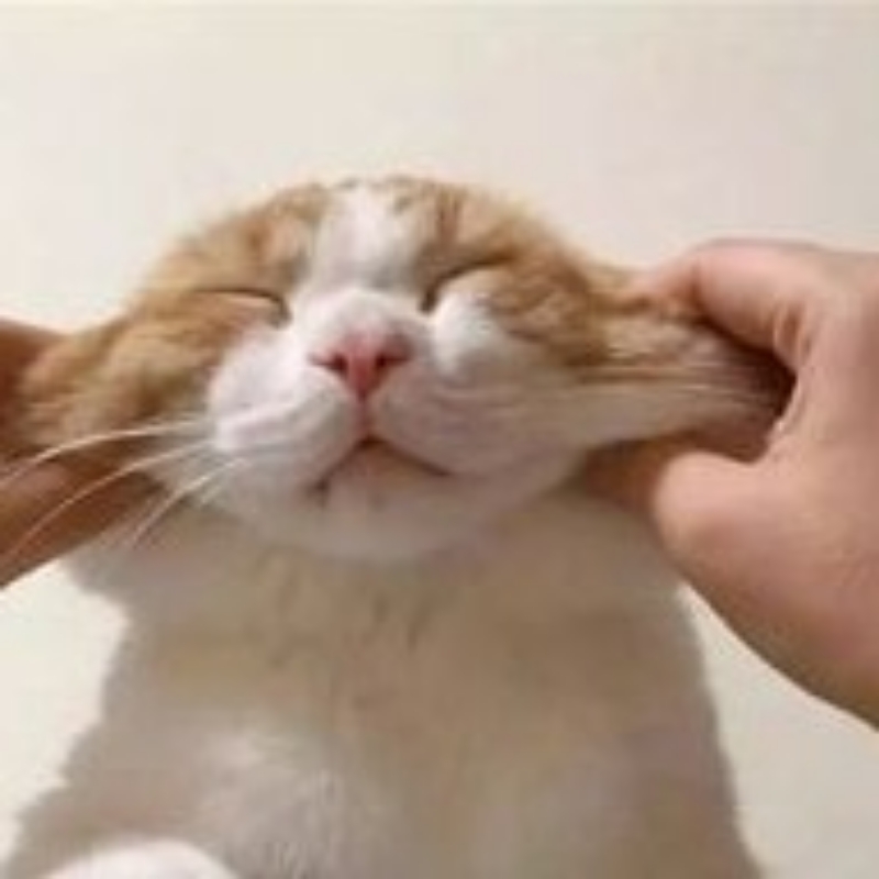 大喵童鞋