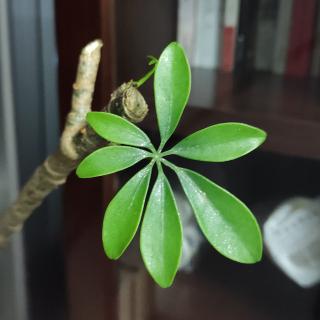 各各他