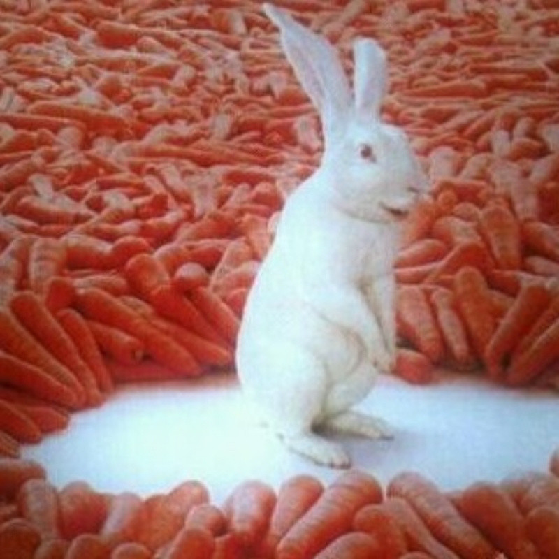 菩提里的向日葵