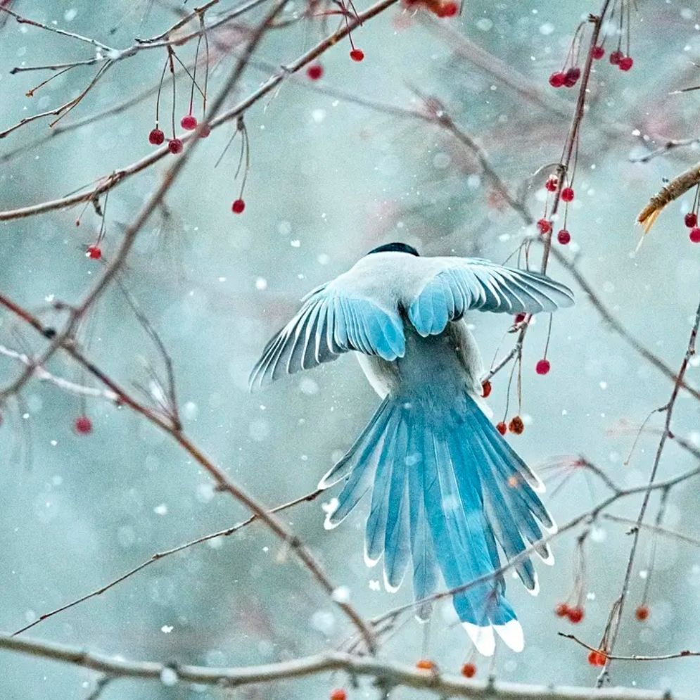 小草莓帽