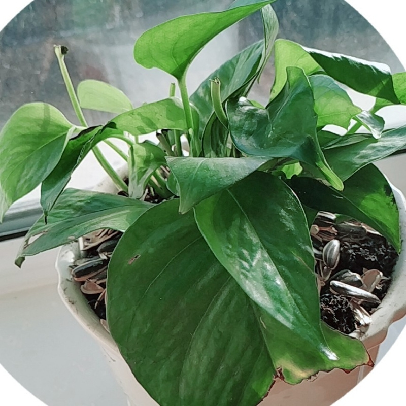 绿萝草