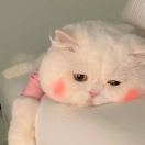 依伊