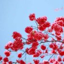 梅妮，姐