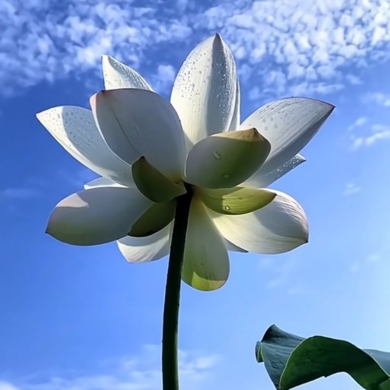 加  貝