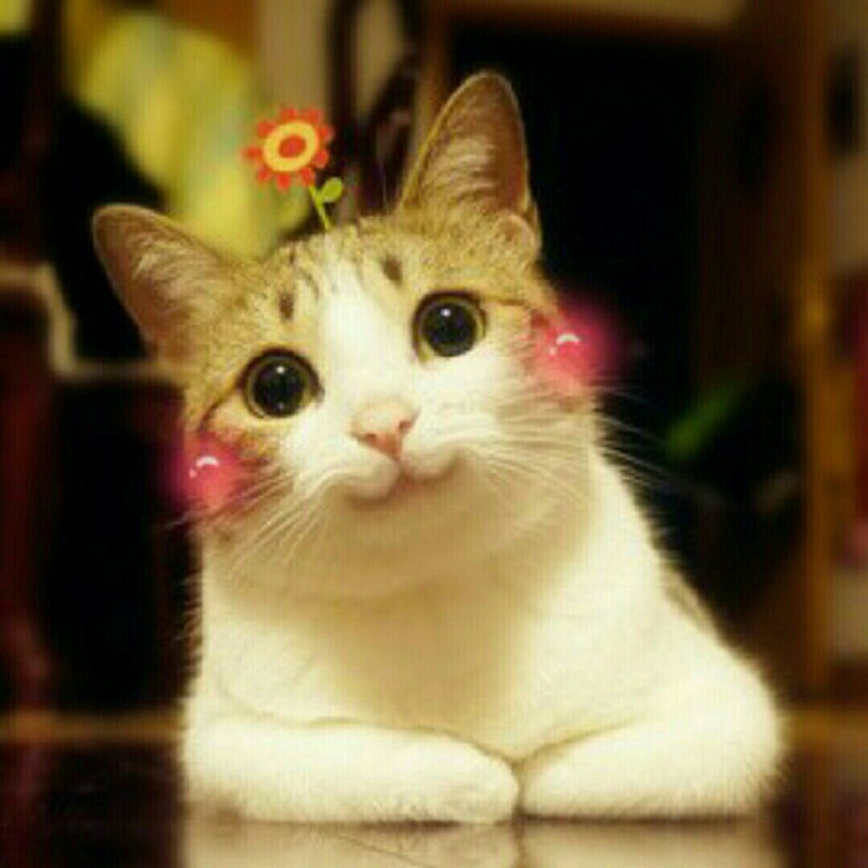小小小猫仔