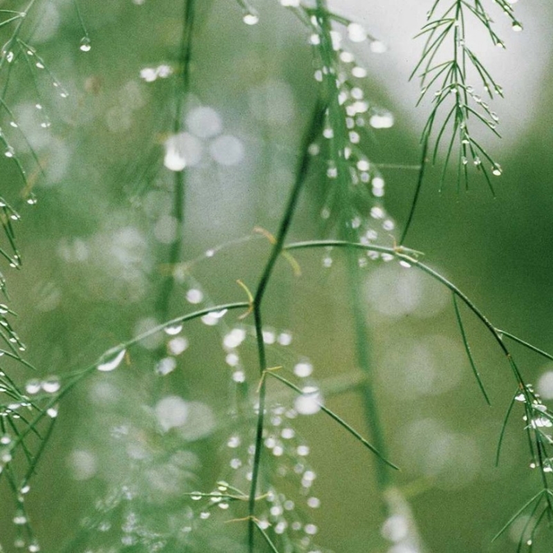 叶绿枝芽